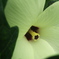 オクラの花開く時間
