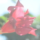 四季折々の花 (70)