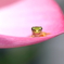 チビケロ 8