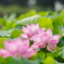 花蓮 Ⅲ