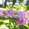 まだまだ紫陽花