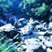 渓流