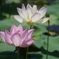 蓮の花