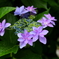 見頃迎えた紫陽花②