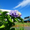 「紫陽花と青空と雲」