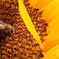 I love honey