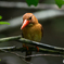 アカショウビン