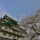 名古屋城＆桜