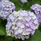 隠れミッキーの紫陽花