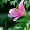 百合　　IMG-250711