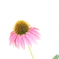 街の花