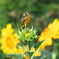 野鳥観察日記