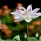 蓮の花咲く頃