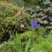 通天の先の花園