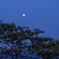 合歓の木とお月見