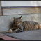 IMG_7421_photohito
