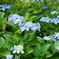紫陽花　DSC00703