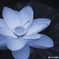 清涼花に糸蜻蛉
