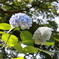 夏の紫陽花