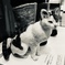 越冬猫「たけし」