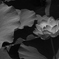 舞花