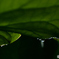 雫