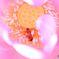 蜂