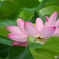 蓮の花　咲き始めました