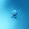 spider 5