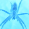 spider 6