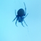 spider 7