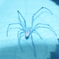spider 8
