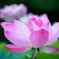 flower photo
