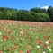 ポピ－の花畑