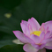 朝に華やぐ
