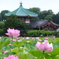 お出かけ(251)-1（花蓮@上野恩賜公園）