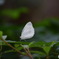 輝く白羽