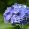 三景園の紫陽花２