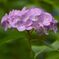 三景園の紫陽花４