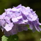 三景園の紫陽花５