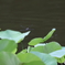 昆虫シリーズ