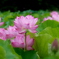 不忍池の蓮の花