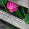 こぼれた花びら　P1010378zz