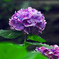 雨に咲く花　P1010194zz
