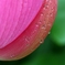 雨の名残