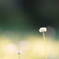 White clover*