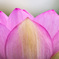 Lotus Crown