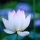 lotus flower