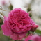 赤い薔薇、雨に濡れて