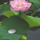 蓮の花散る